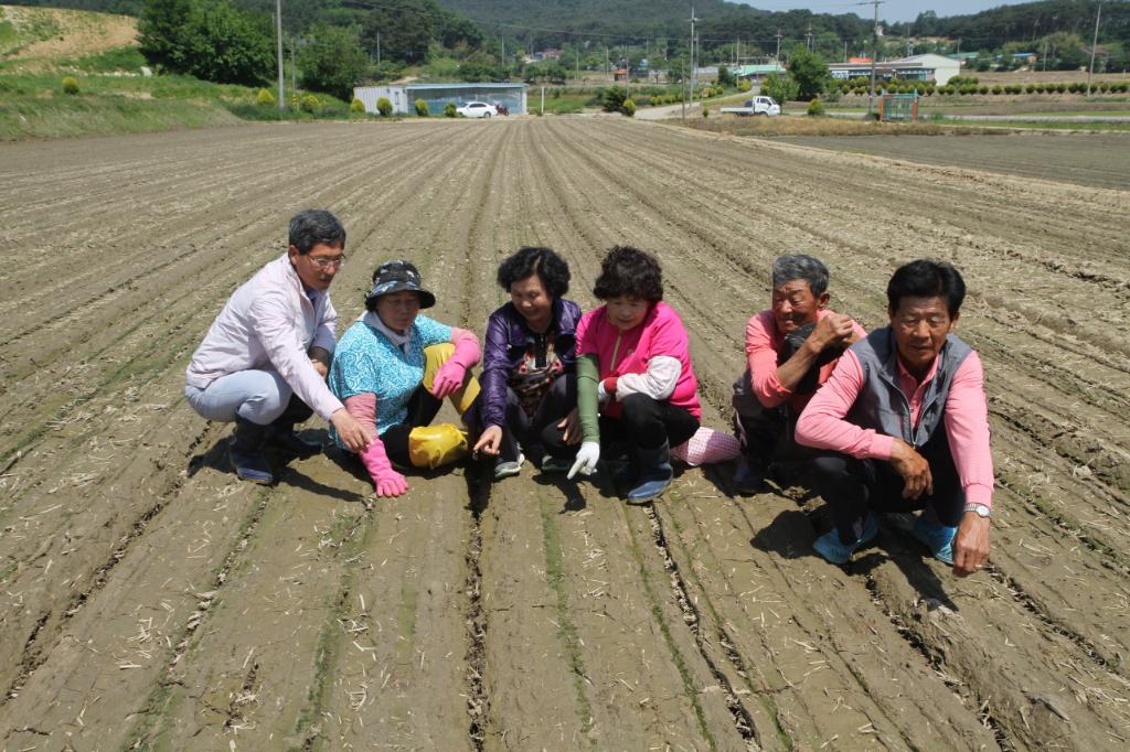 벼 직파재배, 농촌 노동력 절감에 도움 이미지