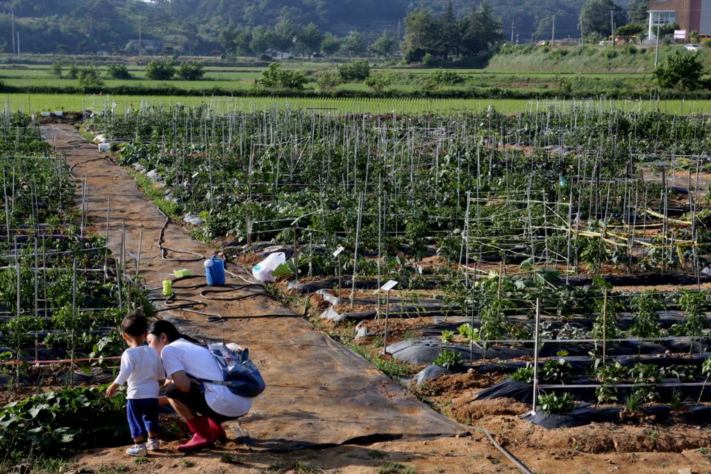 텃밭 가꾸면 우리가족 삼시세끼 어렵지 않아요 이미지