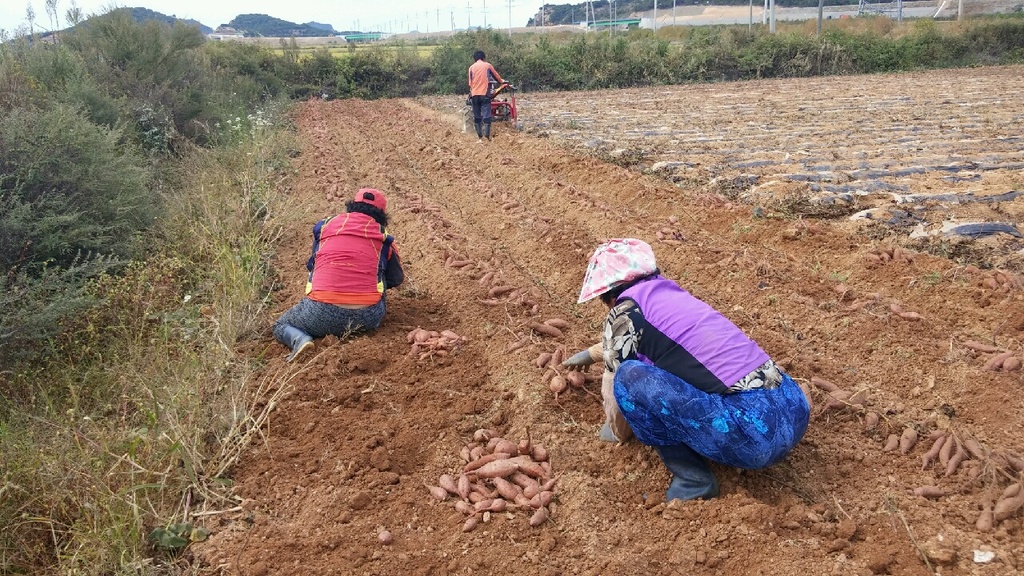 당진시, 해나루 황토 호박고구마 수확‘한창’ 이미지