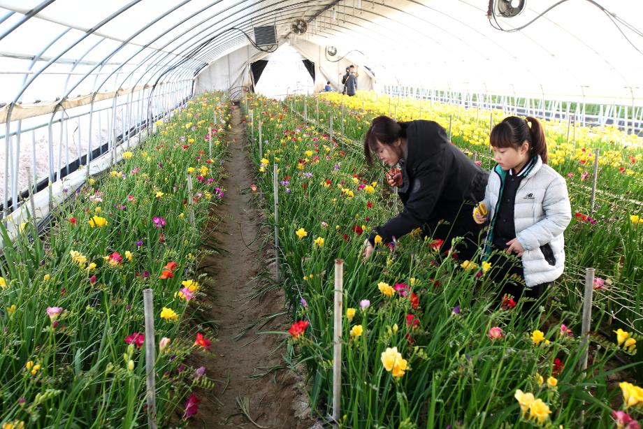 프리지어 수확체험으로 꽃 소비 살린다 이미지