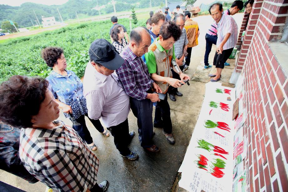 당진 농기센터, 고추 평가회 가져 이미지