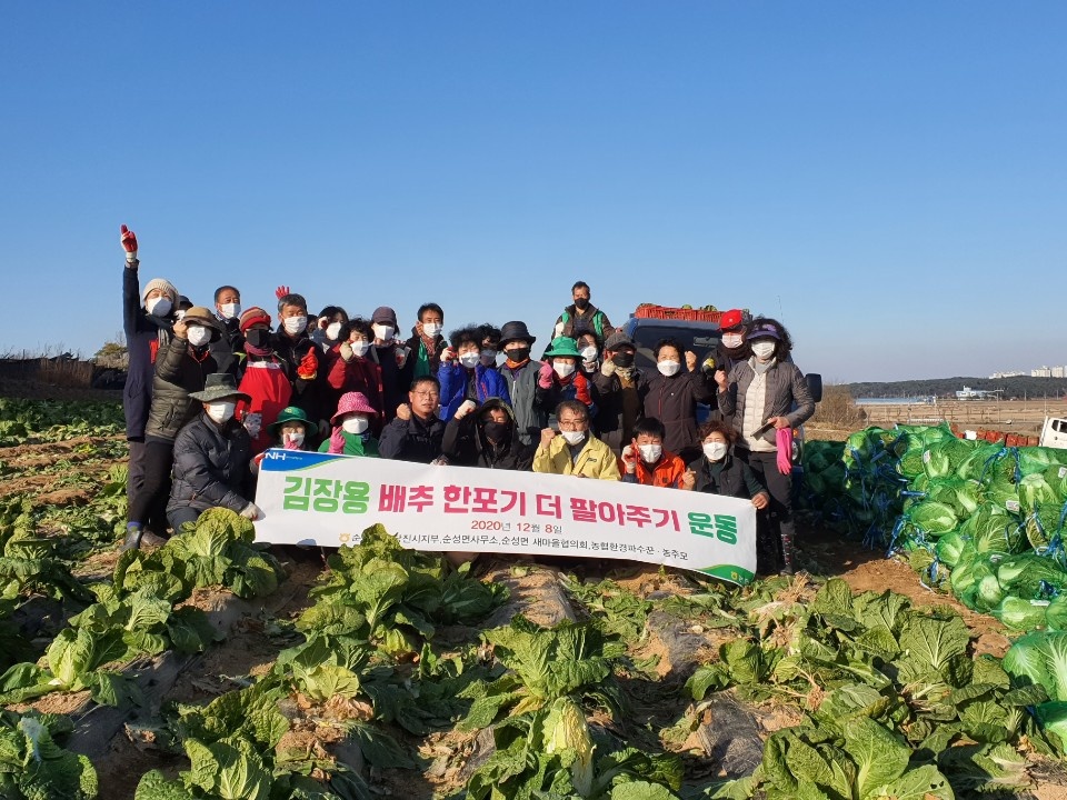 당진시 순성면, 배추가격 폭락 농가 일손돕기 나서