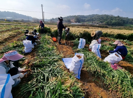 당진 송악읍행정복지센터, 일손부족 농가 지원 앞장