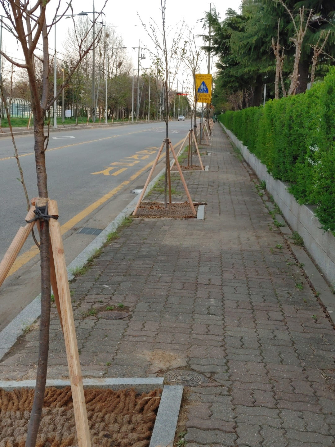 당진시, 송악읍 복운3리 벚꽃길 새단장