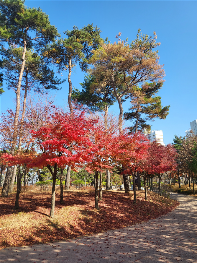 당진시 소나무재선충병 발생 대응‘총력’