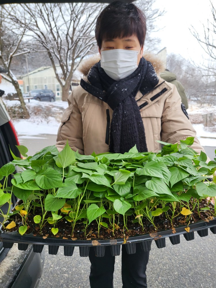 당진시, 신품종 호박고구마 조직 배양묘 시범 보급