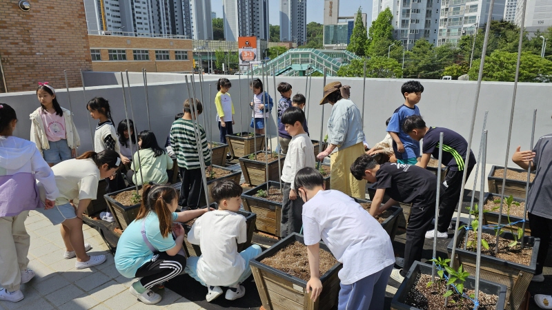 당진시, 학교4-H회 과제 활동‘토마토 화분 심기’재료 지원