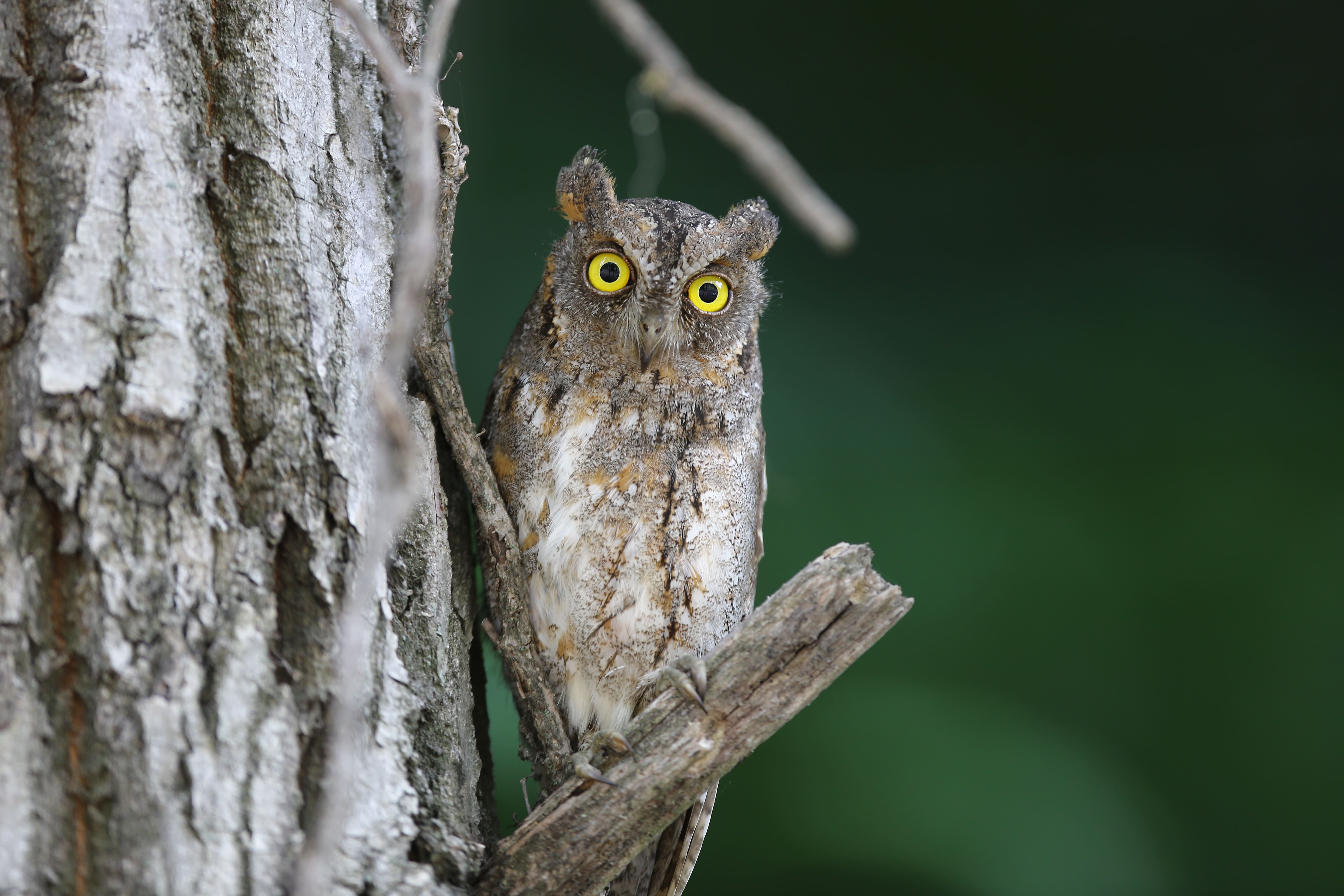당진시, 천연기념물 조수류 보호 및 구조 활동 활발