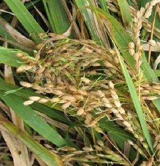 당진시, 벼 종자 발아율 검사로 내년 안전 영농 준비 당부