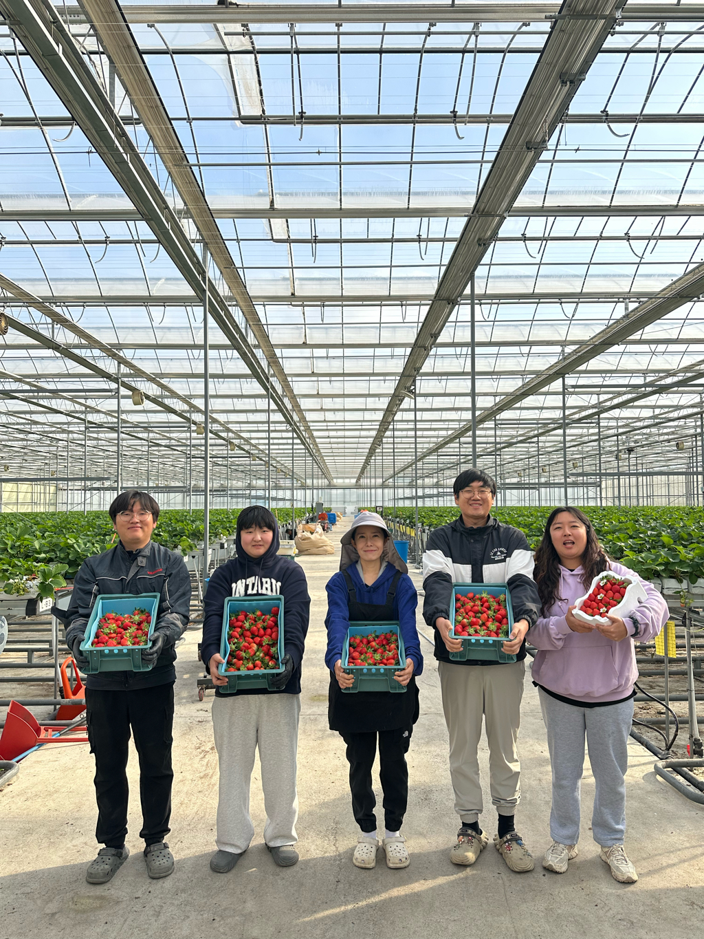 당진 스마트팜사관학교, 완숙토마토·딸기 첫 수확 시작