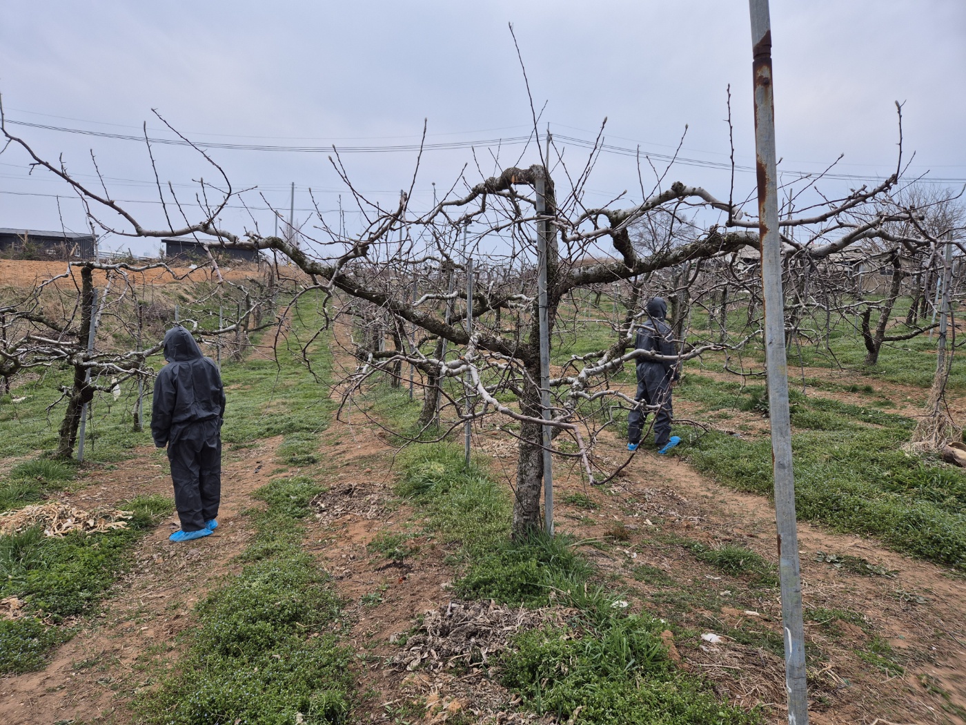 당진시, 과수화상병 전염원 예방 예찰 실시