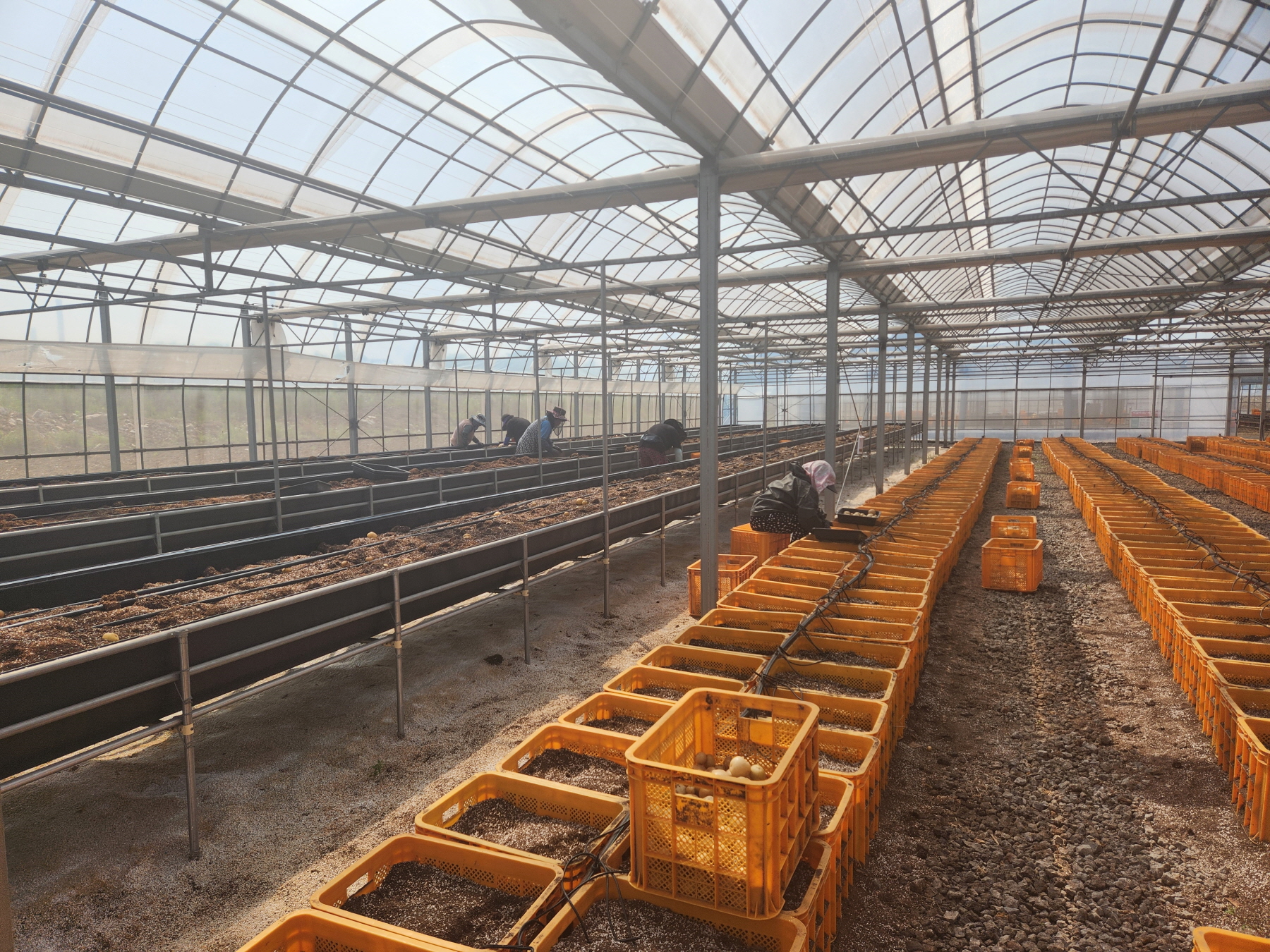 당진시, 우량 씨감자 안정 생산을 위한 재배 기술 교육