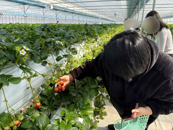 당진시여자단기청소년쉼터, 문화체험 프로그램 [주주플래닛_딸기맨드류] 진행