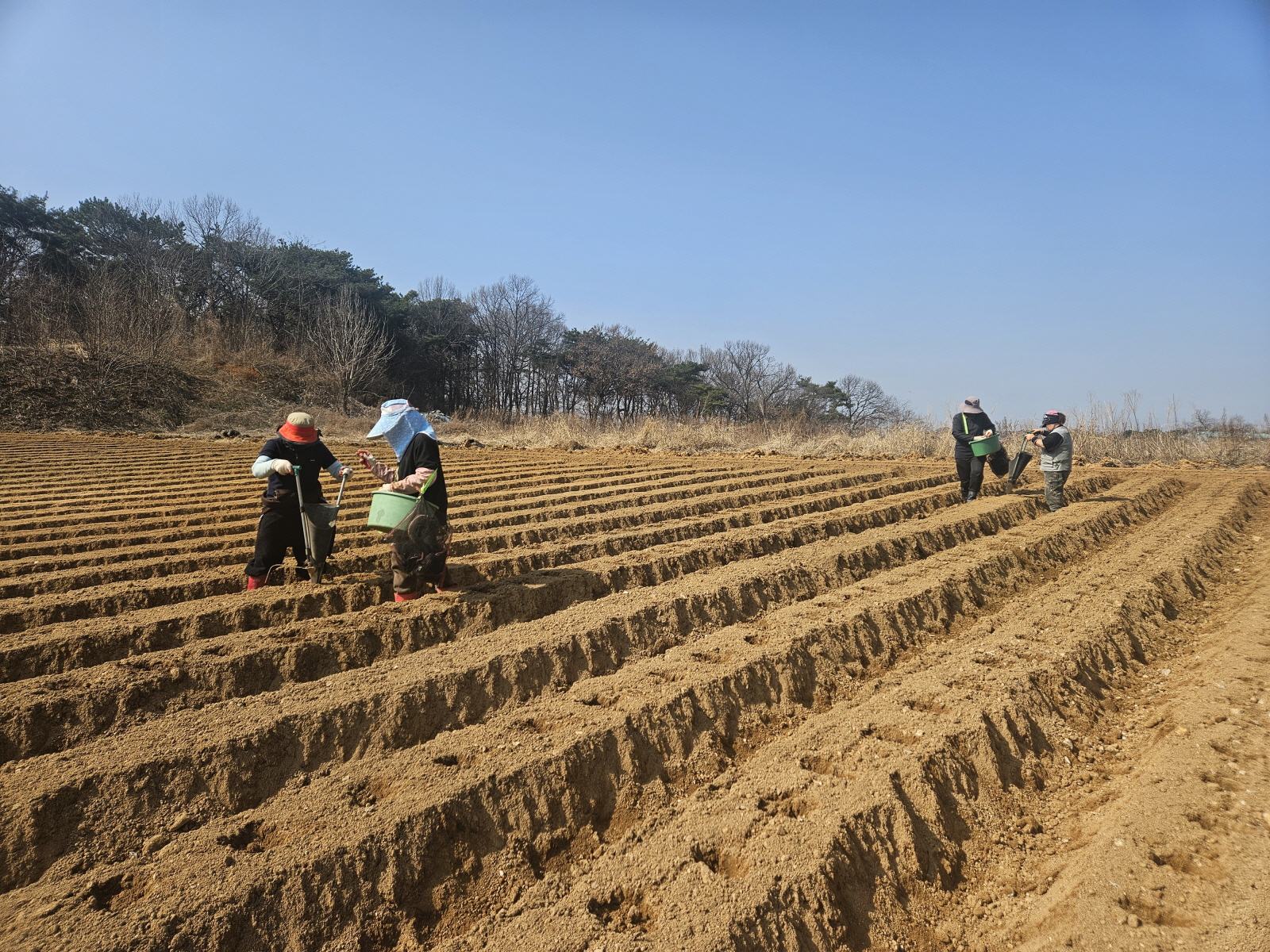 당진시, 봄감자 파종 관리 당부