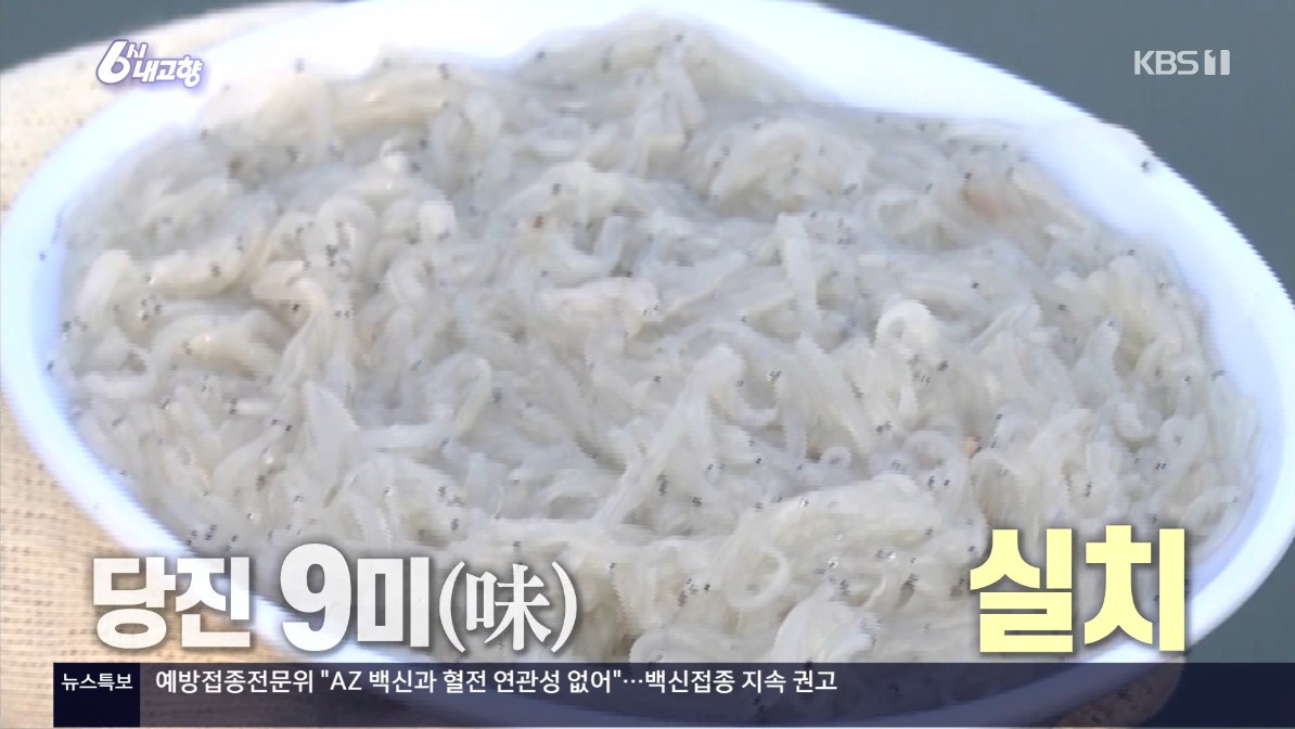 돌아온 봄철 별미 실치. KBS 6시 내고향 수요일엔 수산물_3. 24.(수)