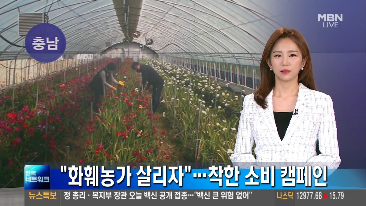'화훼농가 살리자' 착한 소비 캠페인. MBN 전국 네트워크_3. 26.(금)
