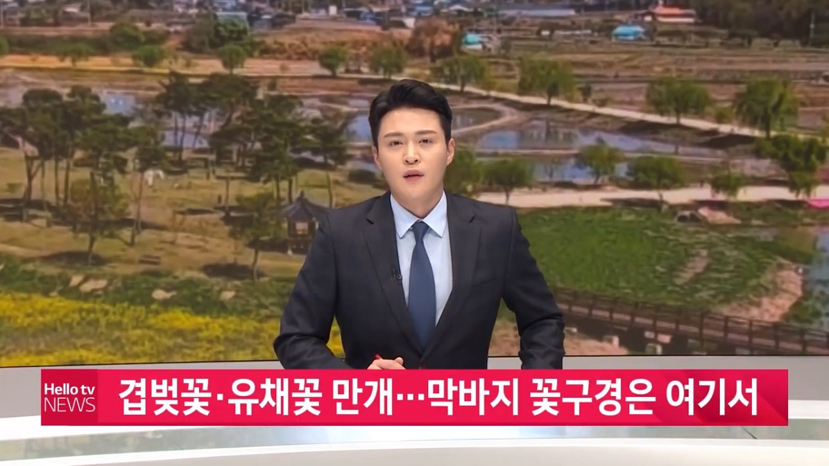 겹벚꽃·유채꽃 만개...막바지 꽃구경은 여기서_헬로우TV뉴스. 4. 23(금)
