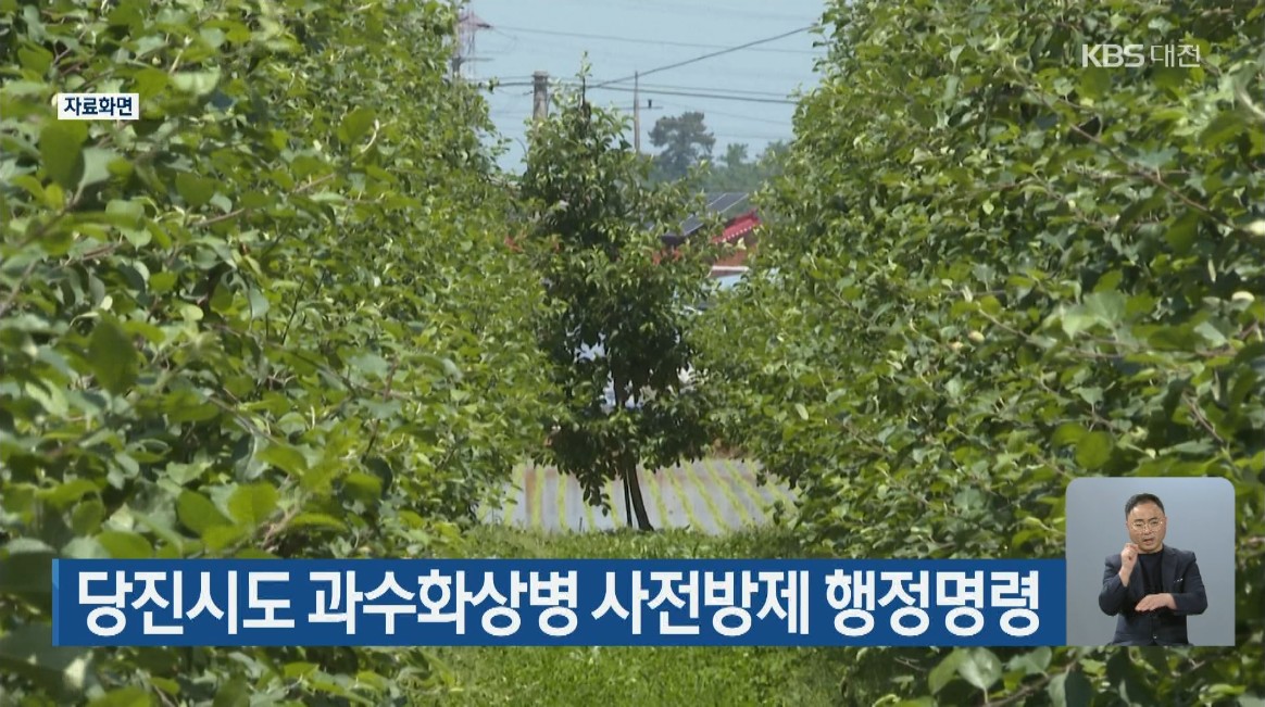 당진시도 과수화상병 사전방제 행정명령. KBS 9 뉴스_6. 17(목)