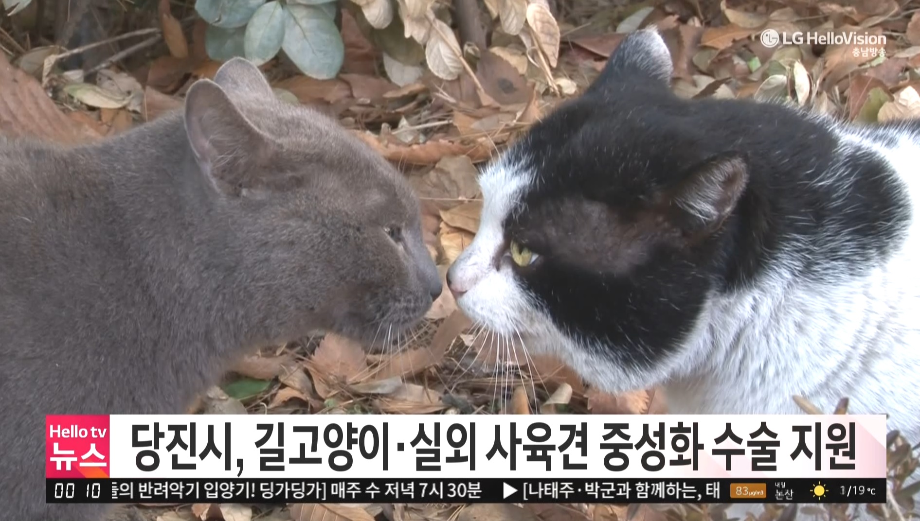 당진시, 길고양이·실외 사육견 중성화 수술 지원 _충남방송뉴스보도_03.14