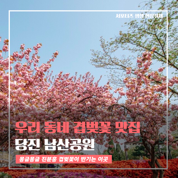 [동영상] 우리 동네 겹벚꽃 맛집 당진 남산공원 이미지