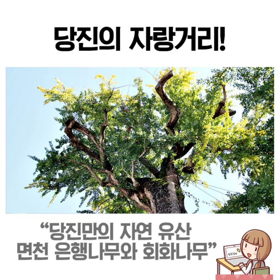 당진의 천연기념물 면천은행나무& 삼월리 회화나무 이미지