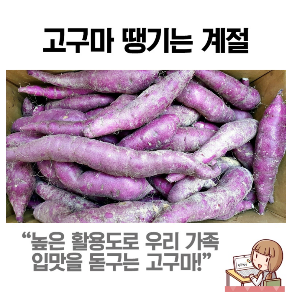 제철 농산물 즐기기 : 해나루 황토고구마 제대로 즐기기!