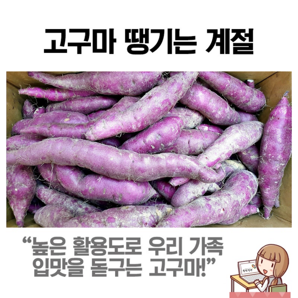 제철 농산물 즐기기 : 해나루 황토고구마 제대로 즐기기! 이미지