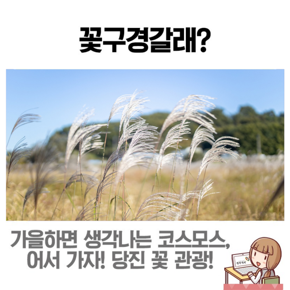 당진시 우두동의 숨겨진 코스모스 명소인 '채운교'