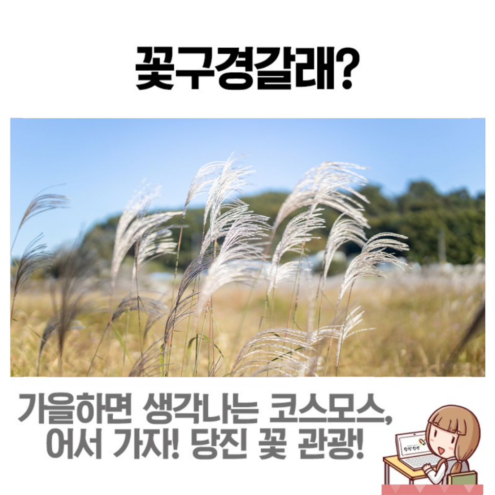 당진시 우두동의 숨겨진 코스모스 명소인 '채운교' 이미지