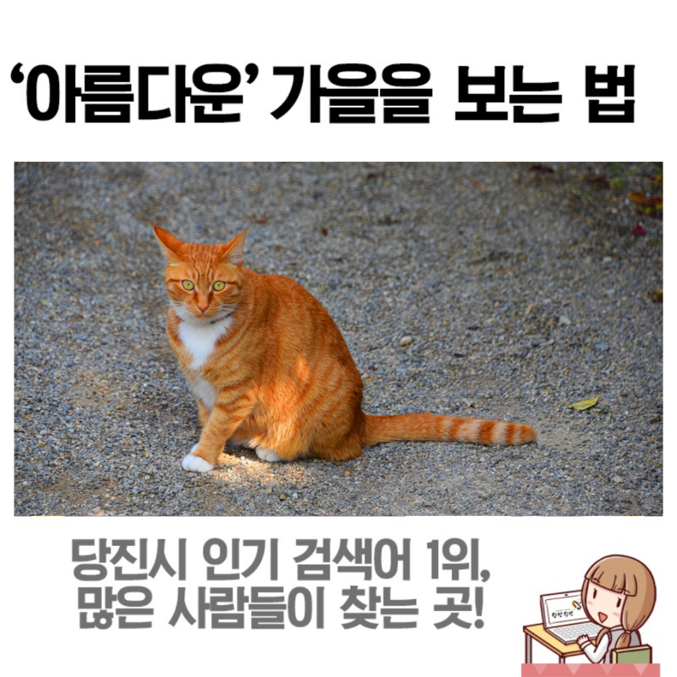 아미 미술관의 잔잔한 가을