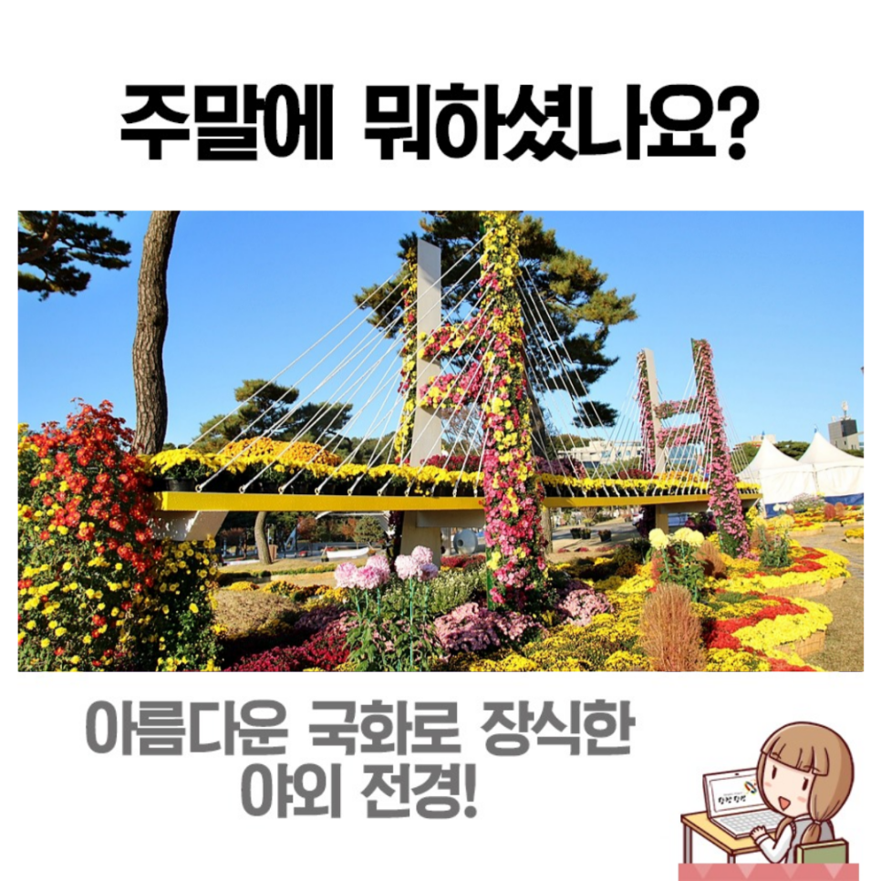 당진시청 잔디광장 만 송이의 국화