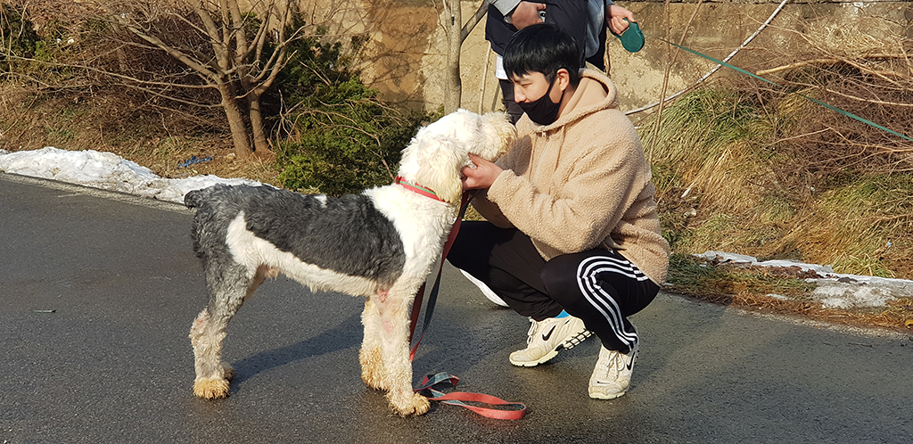 당진 동물 보호소: 보호가 필요한 반려동물 사랑으로 입양하세요! 이미지