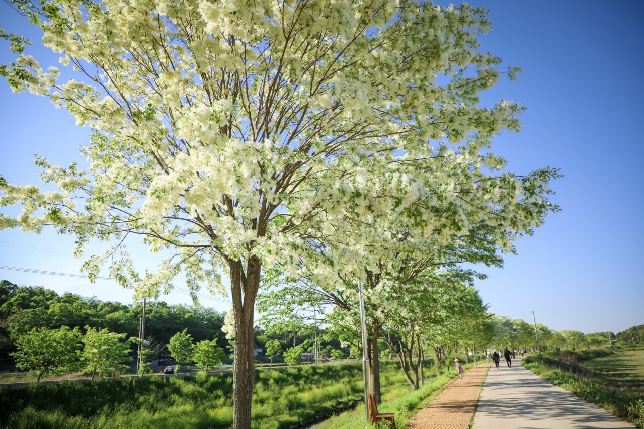 하얀 눈 꽃송이가 함께하는 5월의 크리스마스 당진천 '이팝나무길' 이미지