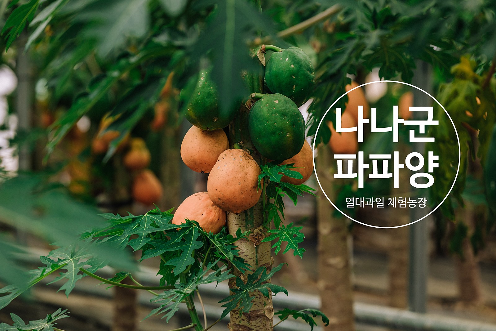 당진 열대과일 치유체험농장 '나나군파파양' 이미지