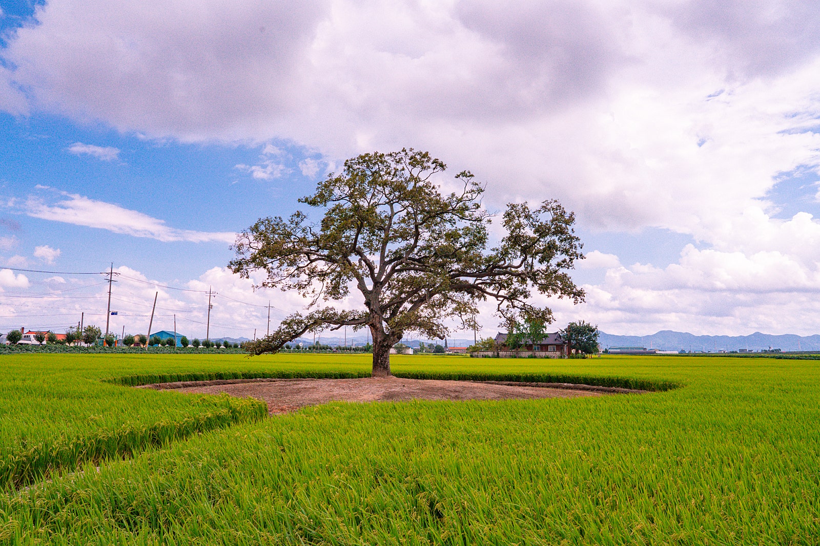 무궁화꽃 활짝 핀 당진 가볼 만한 곳 우강평야 팽나무 이미지