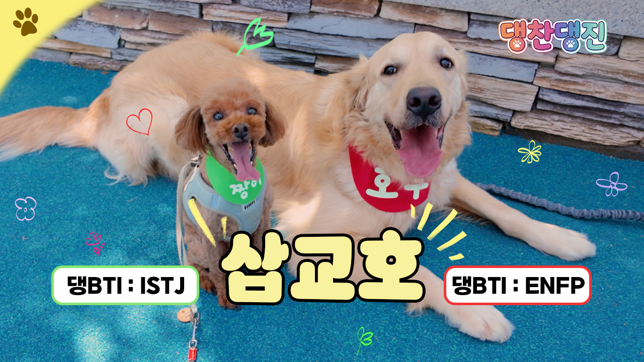 호두와 짱이가 함께하는 댕찬댕진 [삽교호 드론라이트쇼 & 댄싱스테이지in당진] 이미지