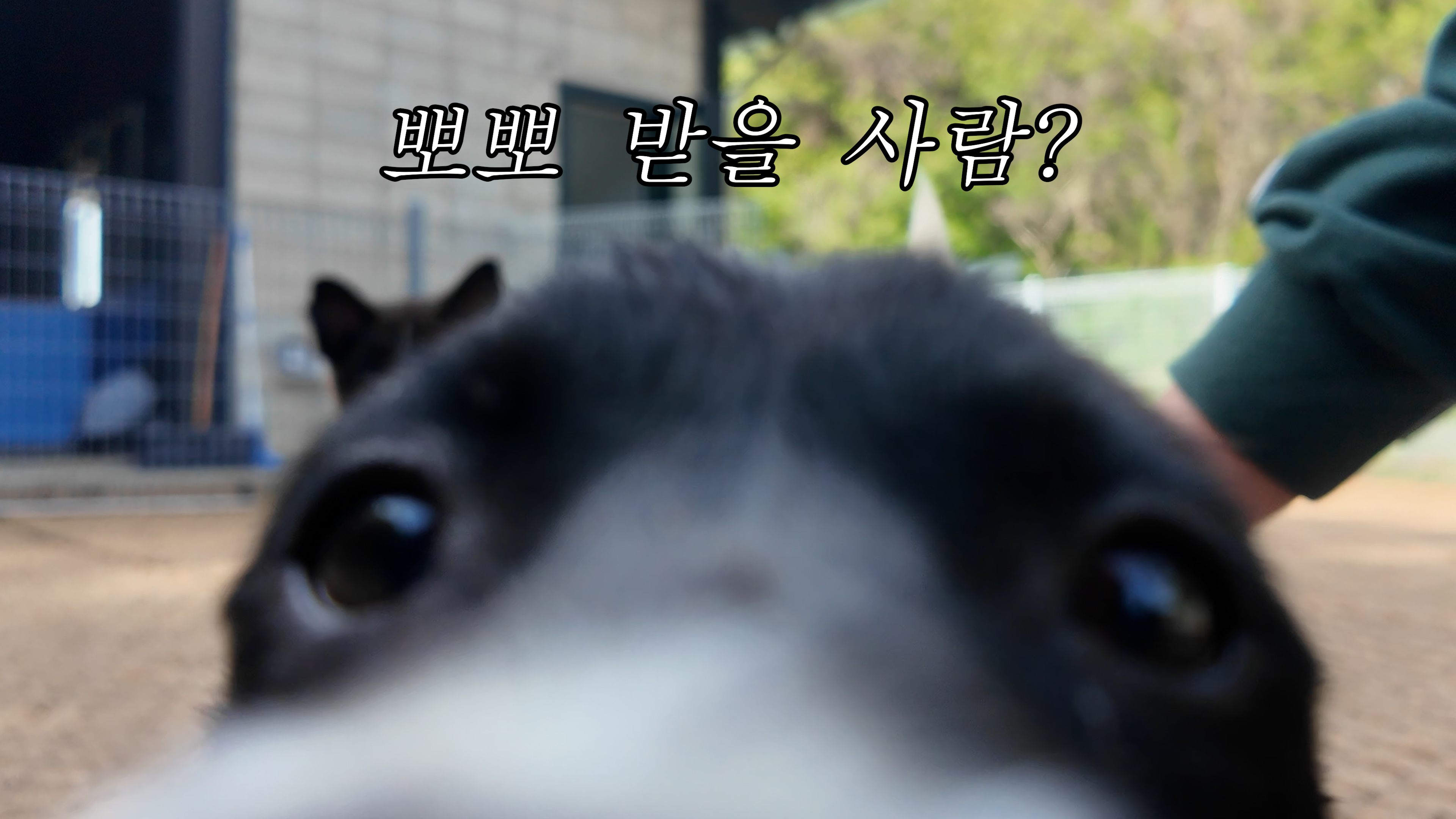 우리집으로 가자: 당진시 반려동물 보호소 친구들의 가족 찾기 프로젝트 -2화- 이미지