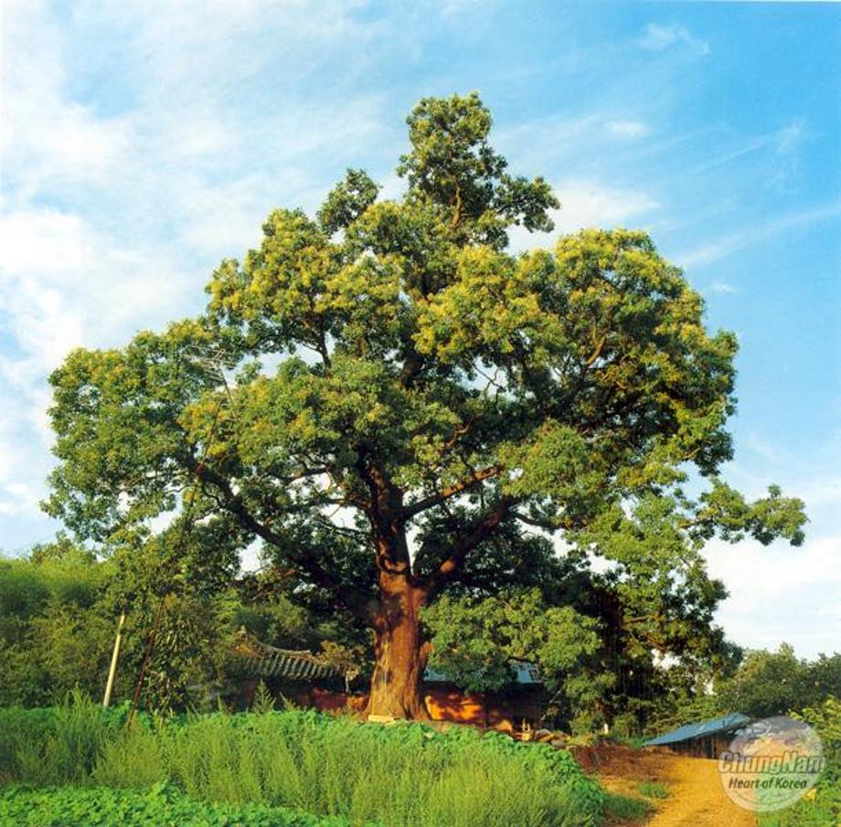 당진 삼월리 회화나무 (唐津 松山面의 회화나무)