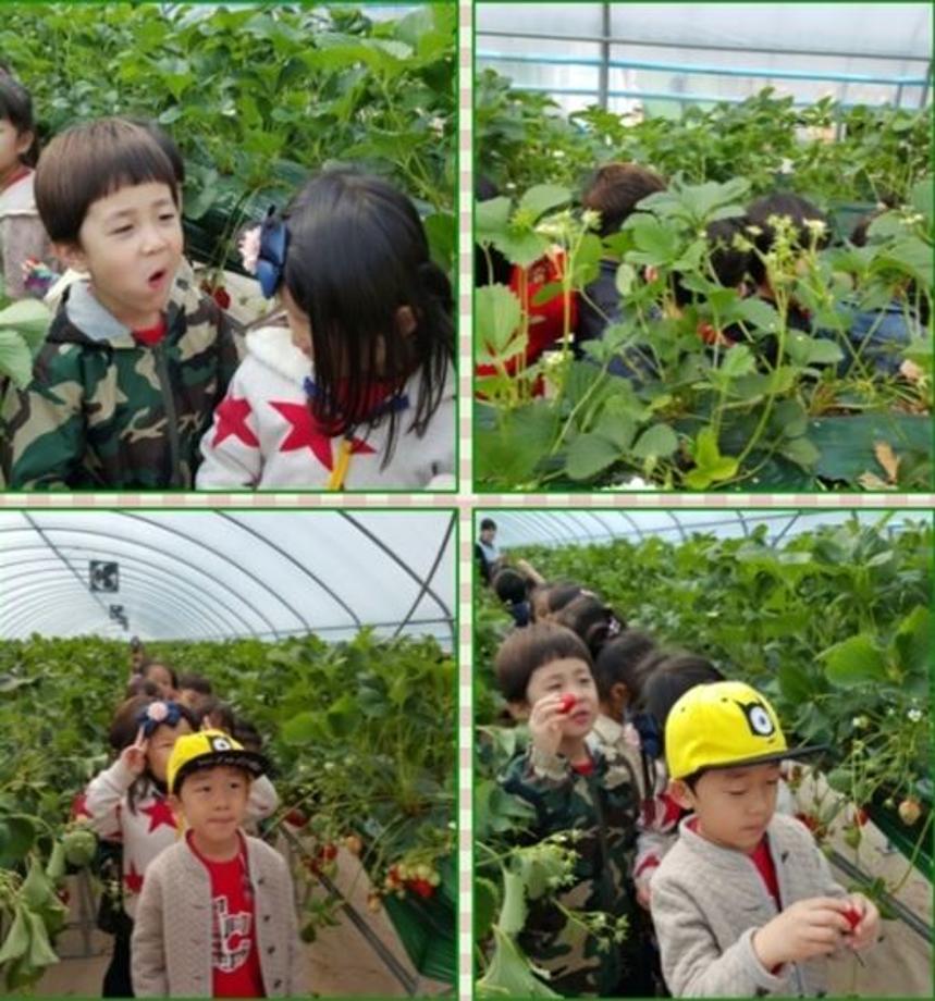 왕매실마을